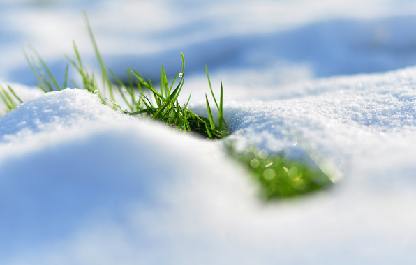 makro-zima-sneg-trava-kapli.jpg