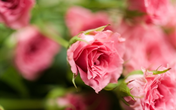 cvety-rozy-rozovye-lepestki-2345.jpg