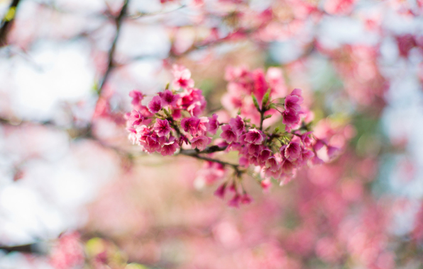 sakura-cvety-rozovye-cvetenie-4478.jpg