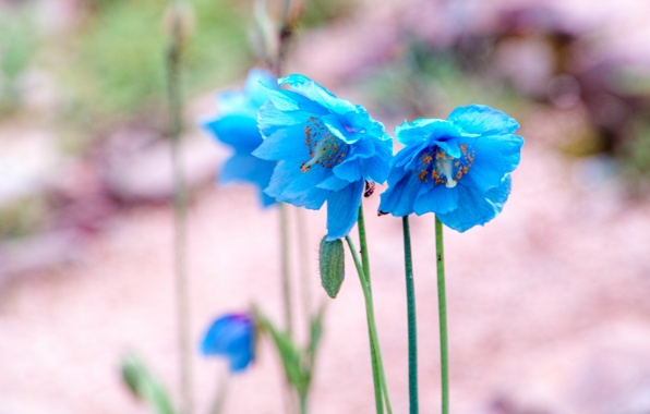 cvety-golubye-meconopsis.jpg