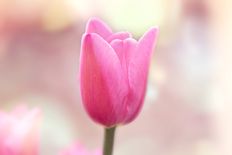 tulip-7691231.jpg