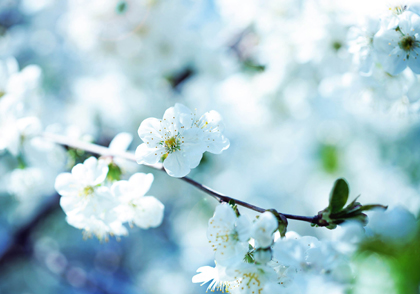 White-Cherry-Plum-Flowers2.jpg