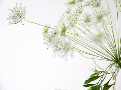 flowers-parsley2.jpg