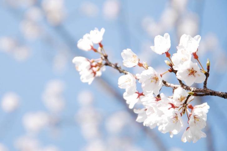 Cherry-Blossom-And-Blue-Sky-485x728.jpg