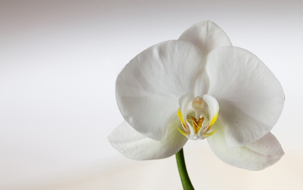 orhideya-belaya-lepestki-cvetok-4196.jpg