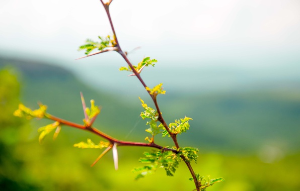 bush-branch-leaves-mountains-silhouettes-sunny-summer-green.jpg