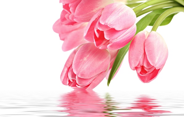 flowers-pink-tulip-pink.jpg