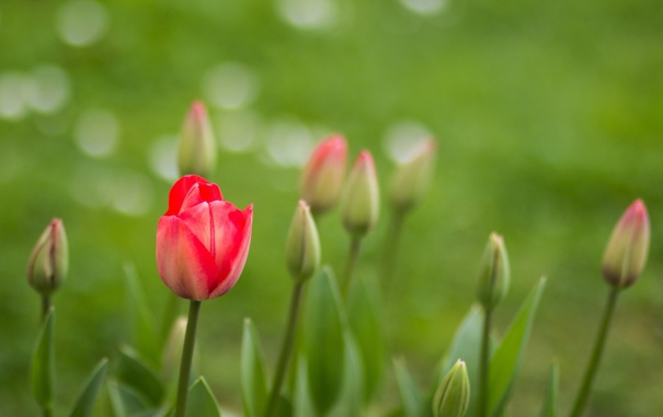 tulips-cvety-priroda-5770.jpg
