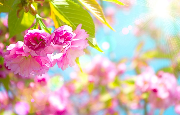 beautiful-pink-cherry-blossom.jpg