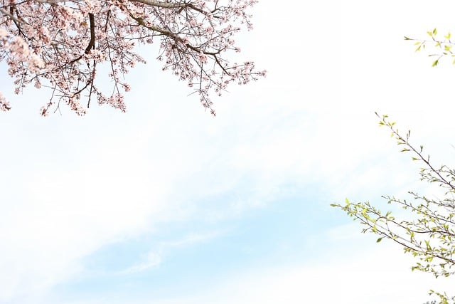 cherry-blossoms-7898331_640.jpg