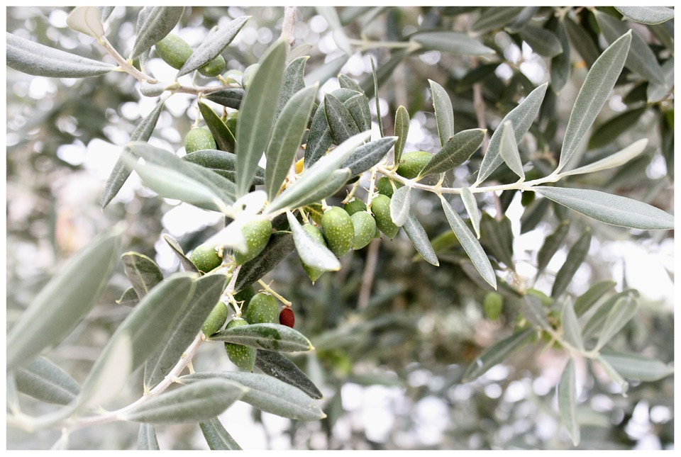 olives-401839_960_720.jpg