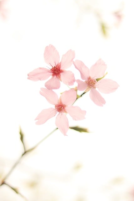 cherry-blossom-7531346_640.jpg